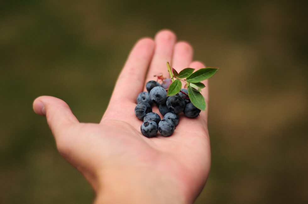 Hand mit Blaubeeren